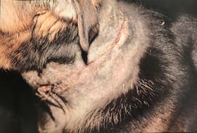 An RNC photo taken three days after Bear was seized from his owner and treated by a vet for lacerations to his neck, caused by a collar that had been too tight and attached to a heavy chain.