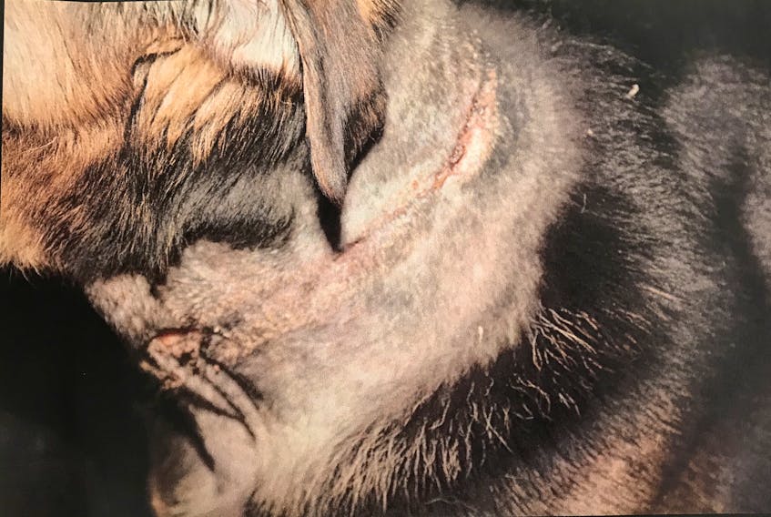 An RNC photo taken three days after Bear was seized from his owner and treated by a vet for lacerations to his neck, caused by a collar that had been too tight and attached to a heavy chain.