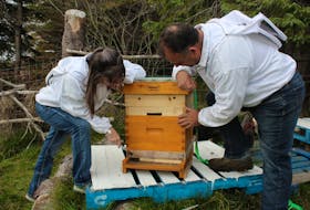 Brenda and Paul Dinn of the Goulds look over one of their hives at Adelaide’s Newfoundland Honey Inc.