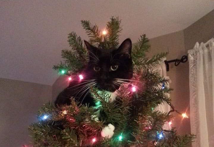 Cats wrecking christmas top tree