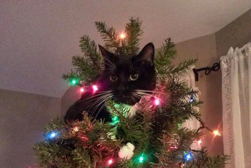 Darlene Sellars’ nine-year-old cat Oreo loves climbing and playing in the Christmas tree.