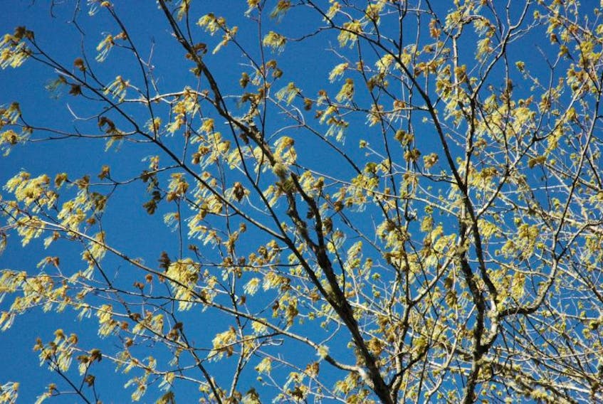 Buds appear on a young maple tree in the spring. St. John’s council will soon be able to finally vote to approve the formal changes required to make automatic tree planting a reality in the city's new developments.