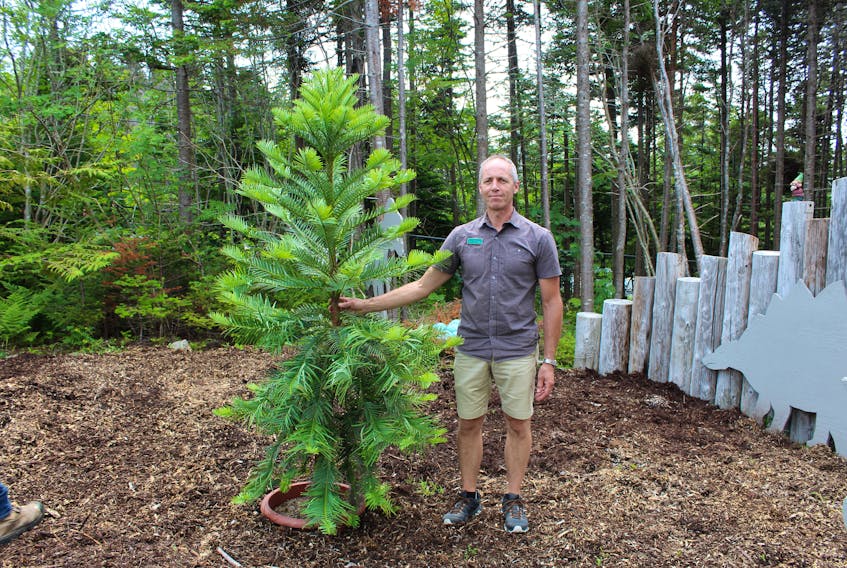 Horticulturalist and nursery manager Tim Walsh with the Wollemi pine at the Memorial University Botanical Garden.