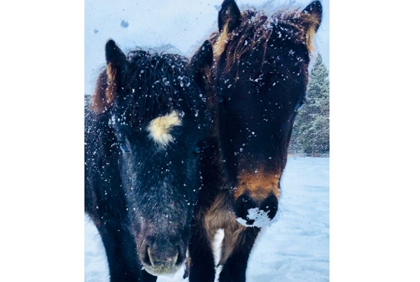 Both of these Newfoundland ponies are owned by Dr. Jessica Boyd.