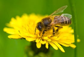 Besides producing honey, bees play a key role in the natural environment and agriculture in general through the pollination of plants.