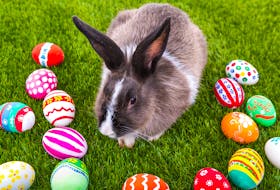 The Easter brunch and cake walk at the Bauline Community Centre is today from 9:30-11:30 a.m. and includes a visit from the Easter Bunny. $10 adults, $5 children. Also, at 10 a.m., the whole family will enjoy a “hungry farmer brunch buffet” at Lester’s Farm Chalet, as well as playing with the baby chicks, lambs, piglets and more. There will be an Easter egg hunt, egg decorating station and even a visit from the Easter Bunny.