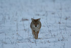 Coyotes are becoming more urbanized in this province, a wildlife expert says, which is why more residents around towns and cities are spotting them more often.