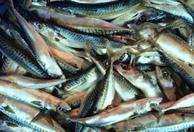 N.L.’s Barry Group has lost a Federal Court review of a DFO decision on the 2016 mackerel fishery.