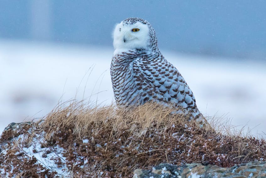 A snowy owl sits on a rocky mound to survey the barrens of Cape Bonavista in the cool evening light.