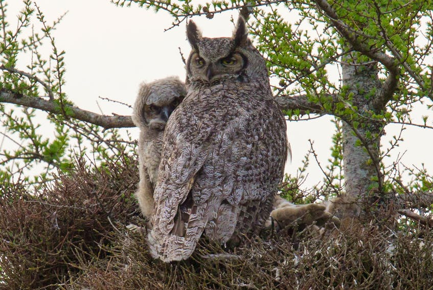 A young great horned owl peeks around the protective body of its mother at the human figure on the ground taking its picture in May 2015 in the Goulds. Note the pair of rabbit feet on the side of the nest left over from a meal for the owlet.