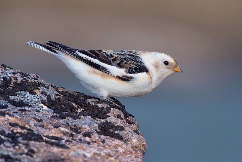 Snow buntings like this one at Cape Spear are migrating in force during April.