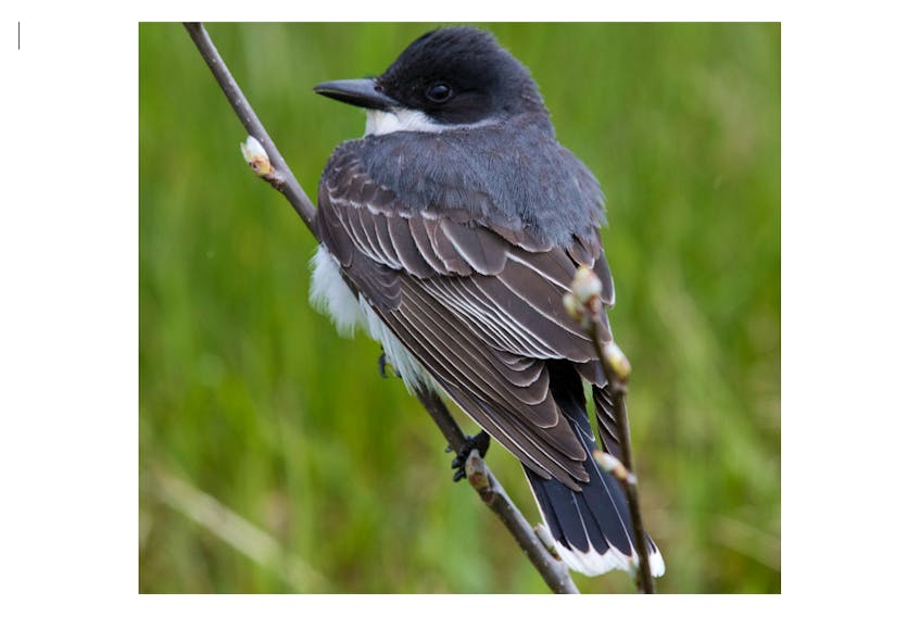 An eastern kingbird in Ferryland was a bonus bird on the 2018 Great Canadian Birdathon.