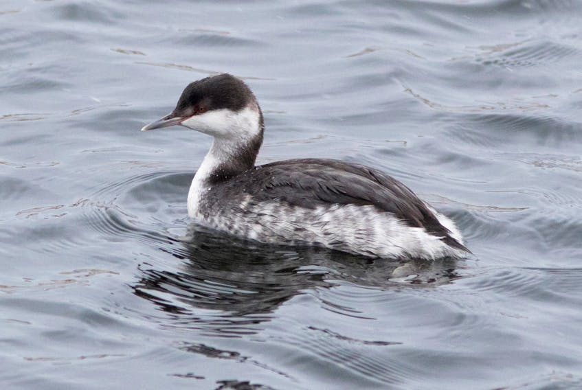 This horned grebe was a star on the Ferryland Christmas bird count.