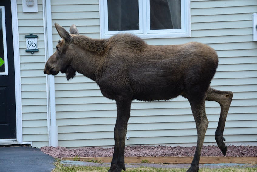 A young moose is curious to see what is going on at a house across from the Royal Newfoundland Yacht Club on Greenslade’s Road in Manuels, Conception Bay South, on Tuesday morning.