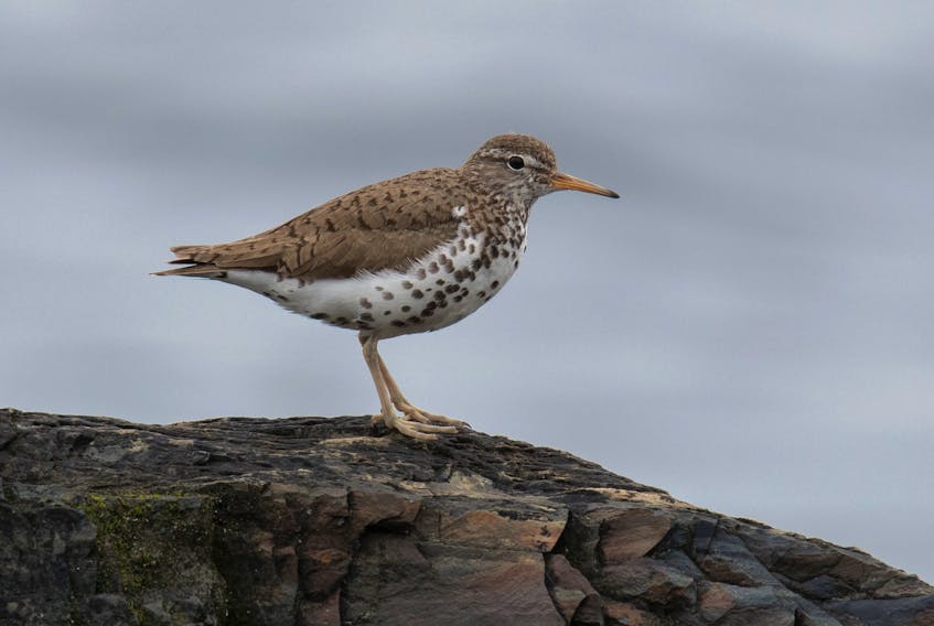 A spotted sandpiper stands guard over its little young ones hiding in the grass.