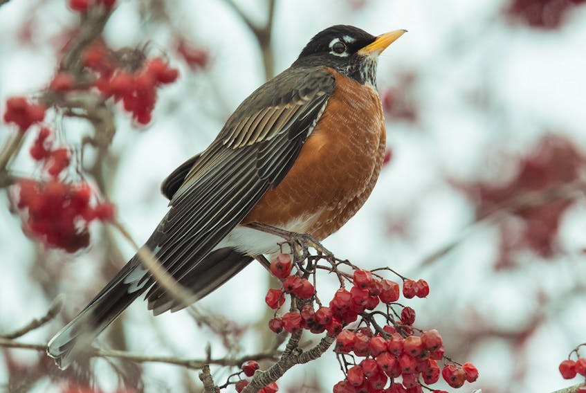 A content robin sits among a sea of late winter dogberries. The shrivelled berries have a more concentrated flavour and may contain a greater source of energy at the end of winter.