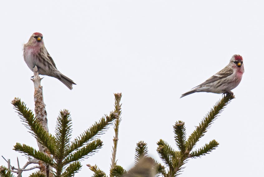 These common redpolls were the crowning glory of seven species of finch day.