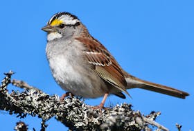 The familiar summer-time white-throated sparrow will be migrating out of the province during the month of October.