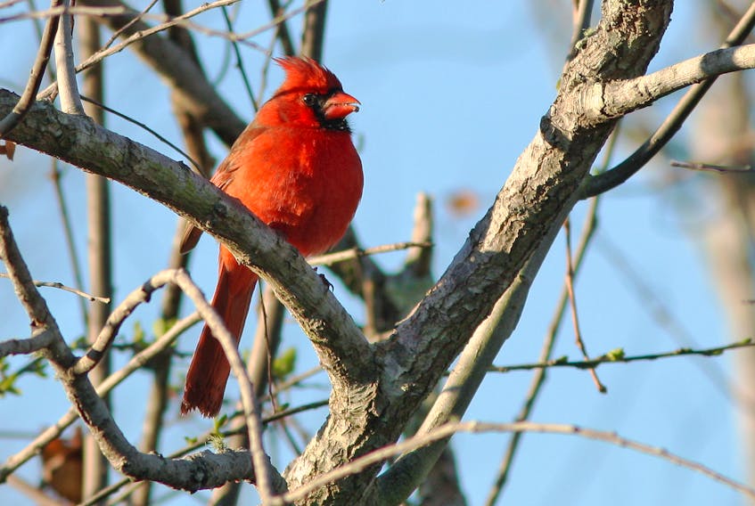 This cardinal was photographed in the eastern United States but can they show up in Newfoundland as well?