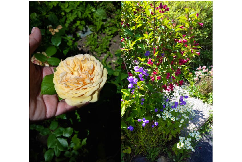 On the left, a reader photo of a rose blooming for the first time after two years of pruning. On the right, the path to the house is in the middle of this somewhere.