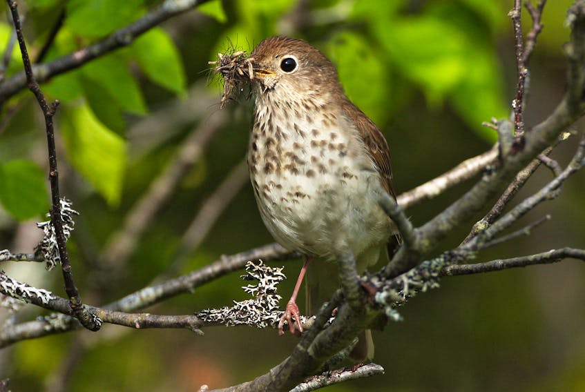 Even the shy woodland birds like this hermit thrush are run ragged collecting insects to feed the mouths of their hungry youngsters.