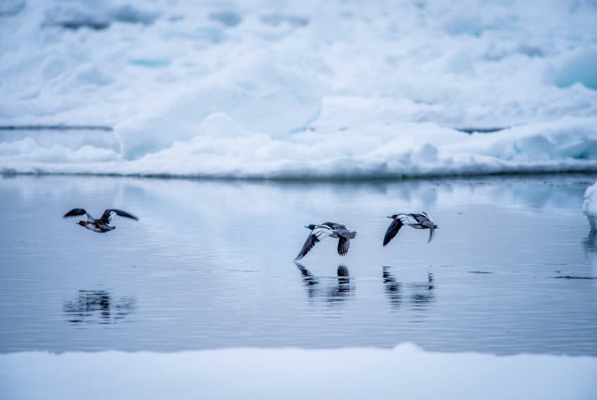 Chasing seabirds in winter can be a dangerous pursuit.