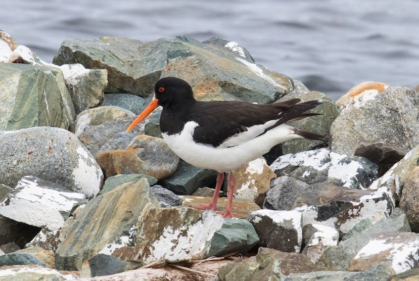 This  spectacular looking Eurasian oystercatcher made a grand entry in to Lushes Bight and put it firmly on the birder’s map.