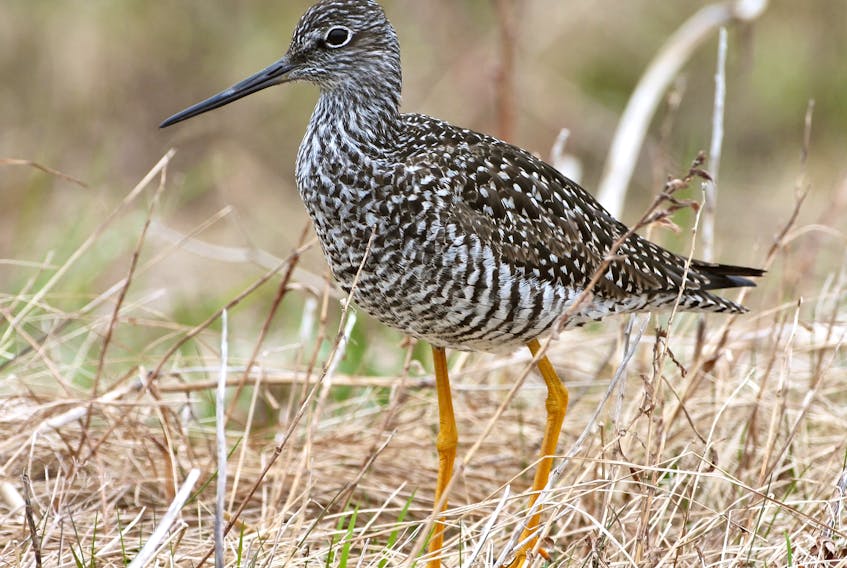 Greater yellowlegs, like this one, are arriving from the south and populating our coastal areas.