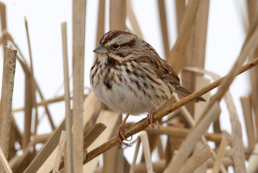 This chubby little song sparrow sits quietly by Quidi Vidi Lake waiting patiently for some ducks to finish eating their share of bird seed.