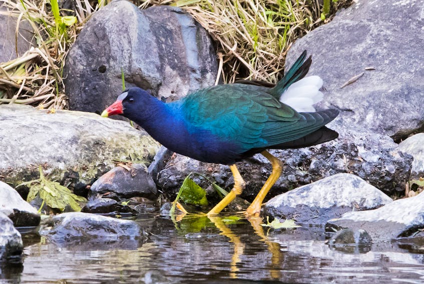 The purple gallinule on the Waterford River in St. John’s.
