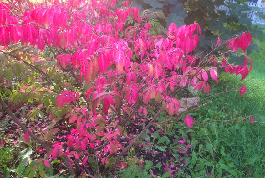 A burning bush shows its colours in the early morning sun in St. John's, Newfoundland.