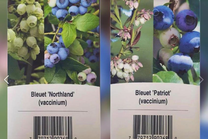 These varieties of blueberry plants sold at Costco in St. John's have been recalled due to the potential they may carry a pest called blueberry maggots. The plants were shipped from Quebec.