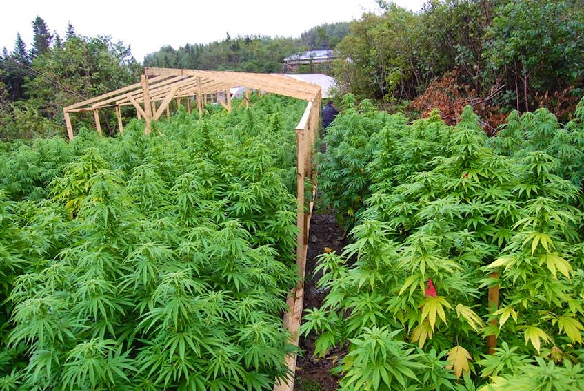 Twillingate RCMP and the RCMP Emergency Response Team dismantled a major marijuana grow operation in Cobb’s Arm on Thursday Sept. 6. RCMP seized 168 marijuana plants at the outdoor property, some reaching heights of 10 feet. — RCMP photo