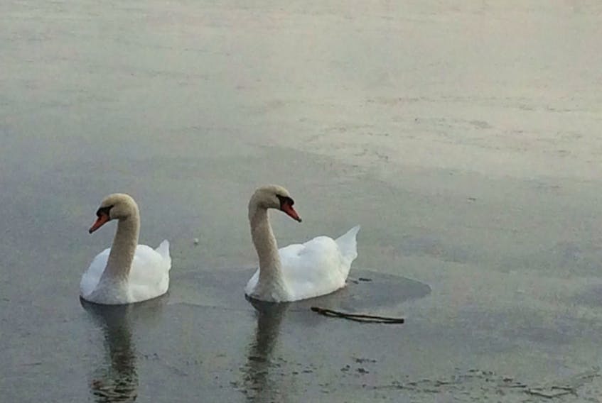 A pair of swans find themselves trapped in the frozen waters of Mundy Pond. City officials have been notified of the situation.