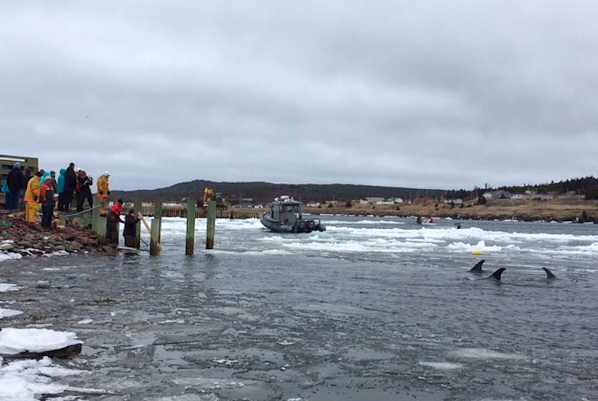 Seven dolphins that were trapped by ice in the harbour Heart's Delight have been freed through the combined efforts of residents and DFO rescuers.