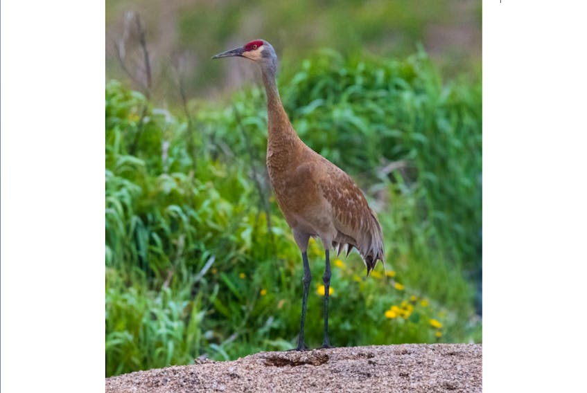 A sandhill crane stands alert on a pile of waste corn that it found in the Goulds.