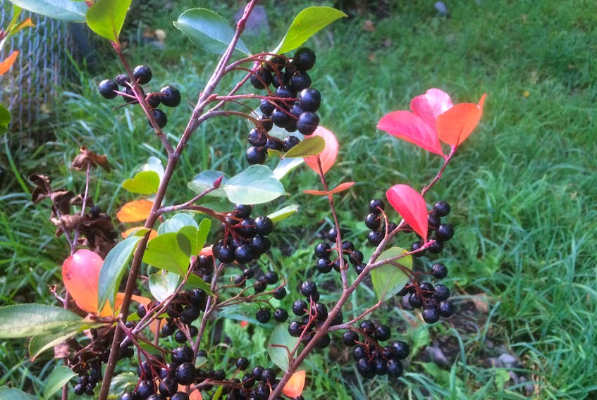 Fall berries on a cool October morning. Deb Squires/The Telegram