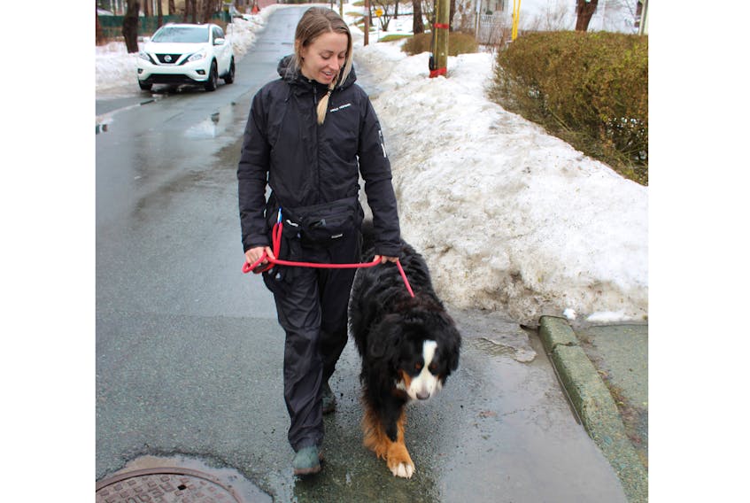 You may have driven past Jill Blackmore somewhere in greater St. John’s. The founder of Tails and Trails NL, a dog walking service, is shown here with Sophie, a Burnese mountain dog.