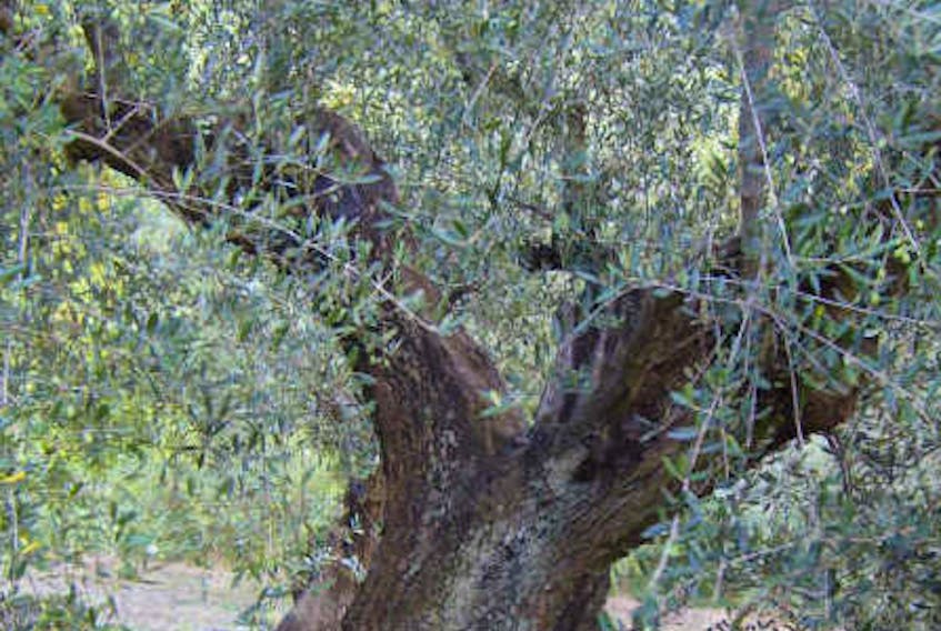 Olive trees in Italy were at the heart of a recent political and scientific controversy. — Contributed photo
