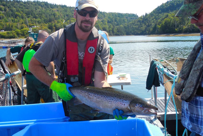 Corey Clarke, a biologist at Fundy National Park, holds a salmon at Fundy Salmon Recovery's Wild Salmon Marine Conservation site — the first in the world — in Dark Harbour, N.B. —