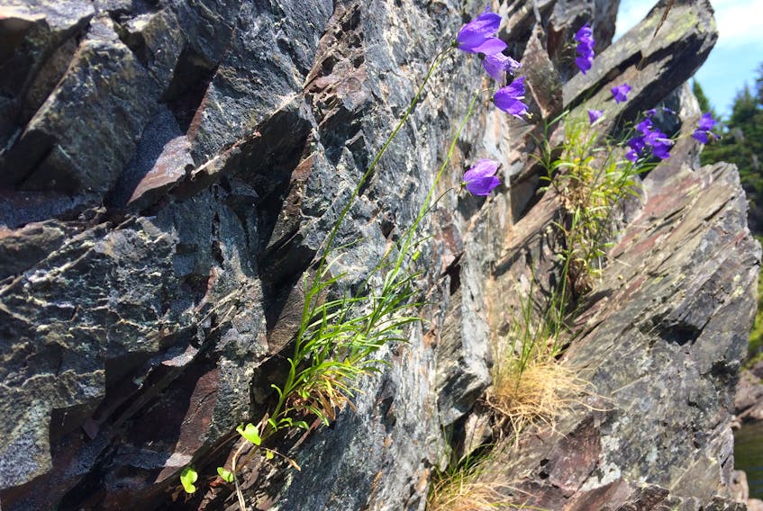 Purple flowers grow from a cliff face at the Overfalls in Western Bay, N.L., Aug. 4. — Russell Wangersky/SaltWire Network.