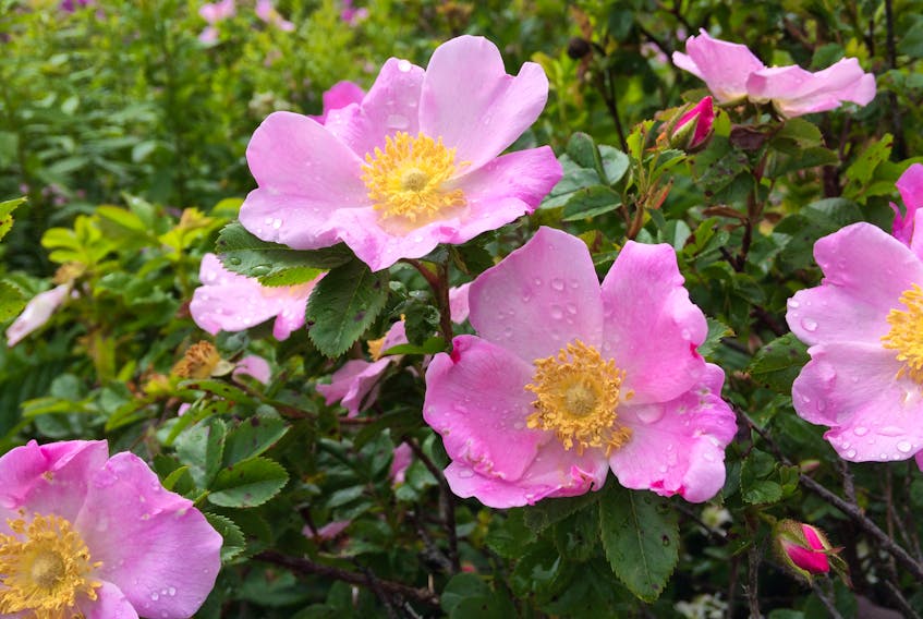 Rain on wild roses, Conception Bay North, N.L. — Russell Wangersky/SaltWire Network