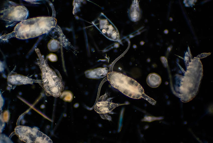 An array of plankton. —