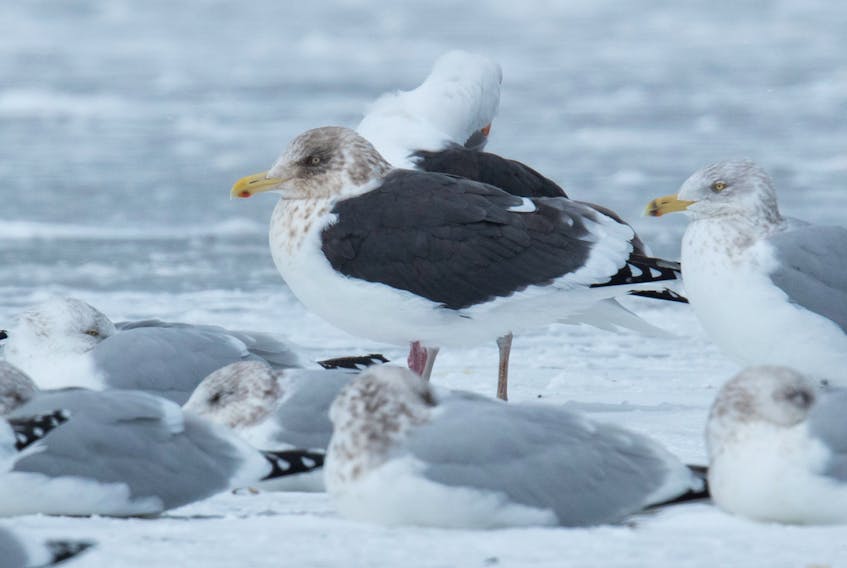 Sitting calmly among the other gulls the slaty-backed gull does not realize its star status during its visit to Quidi Vidi Lake. —