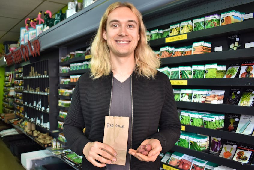 Assistant manager Jackson McLean holds four red smile potato seeds in E.W. Gaze Seeds Co. in downtown St. John’s. The store is giving away red smile potato seeds to its customers to test.