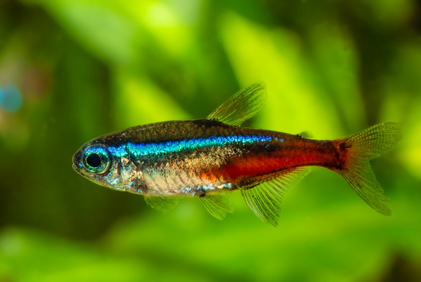 This is a neon blue tetra, not a GloFish® Electric Green® Tetra, but you get the point. —