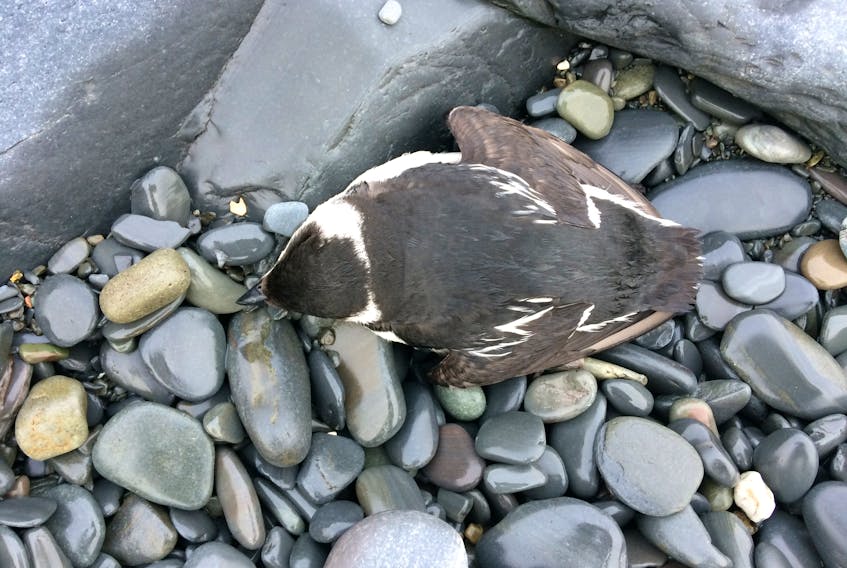 Dead bullbird, Conception Bay North. — Russell Wangersky/SaltWire Network