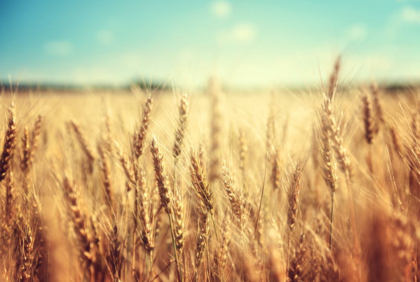 A small patch of wheat in an Alberta farm last summer was inexplicably found to have genetic traits that occur in genetically modified wheat. It has since been destroyed. — Stock photo
