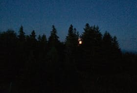 August moonrise and spruce treeline. —