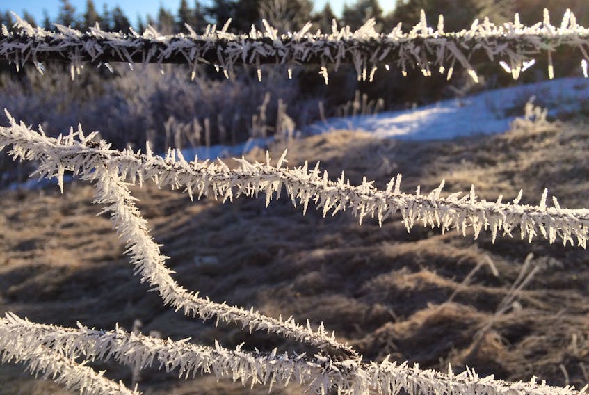 Hoarfrost on wire fence, Avalon Barrens. —